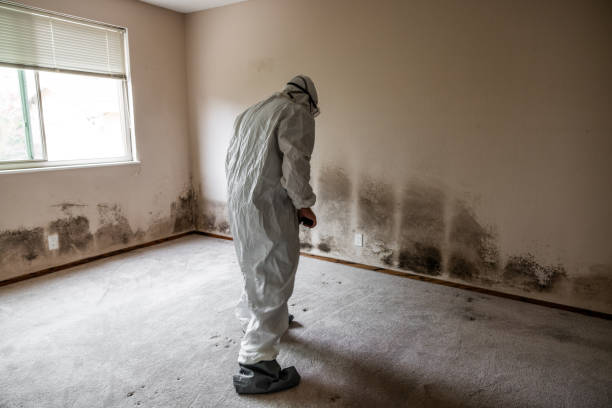 Mold Removal Process in Atwood, TN